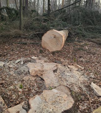 Kritik an Baumfällungen: Laut einer Bürgerin werden kerngesunde, vitale Buchen und Kiefern mit makellosen Schnittflächen entnommen. Was hat es damit auf sich?